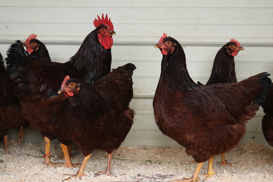 Production Red Chicken Vs Rhode Island Red