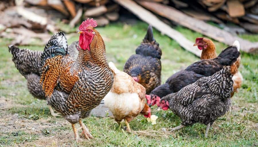 Ancestral Feeding Habits Of Domesticated Chickens