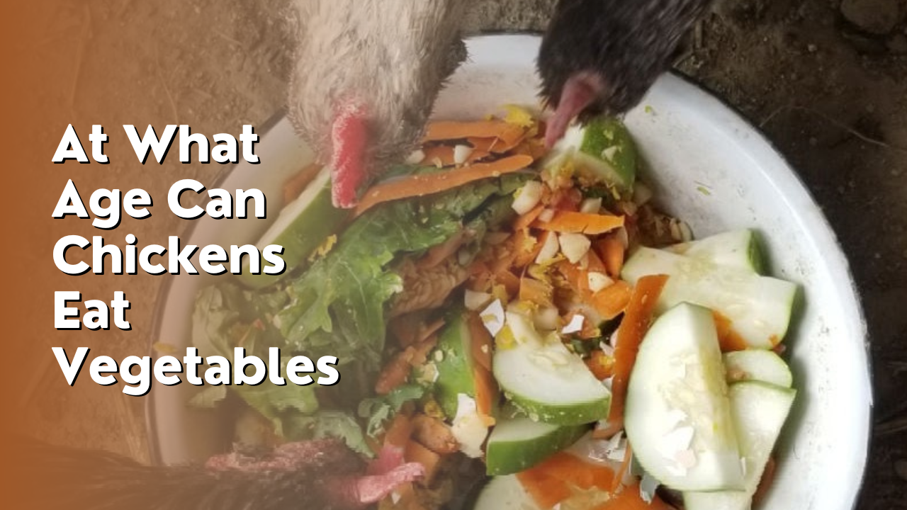 at what age can chickens eat vegetables
