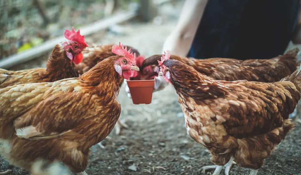 Benefits Of Including Vegetables In Your Chickens' Diet
