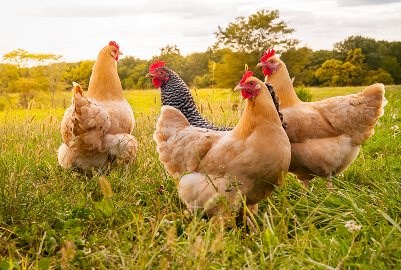 Benefits Of Keeping Backyard Chickens