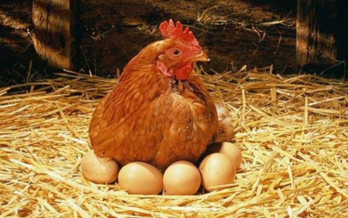 Benefits Of Raising Chickens For Eggs At Home