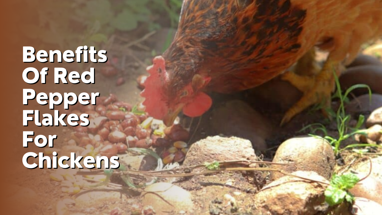 Benefits Of Red Pepper Flakes For Chickens