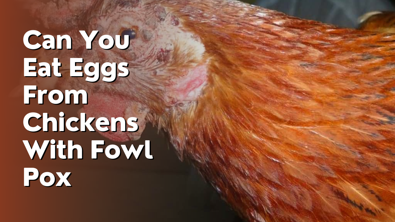 Can You Eat Eggs From Chickens With Fowl Pox