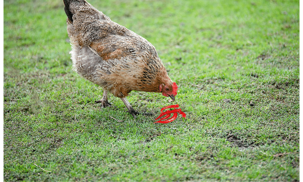 Can You Feed Chickens Red Pepper Flakes