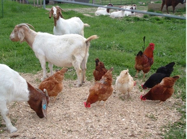 Can You Feed Goat Feed To Chickens 