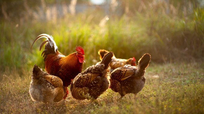 Choosing The Right Breed Of Chicken