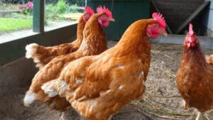 Consumer Behavior And Chicken Purchasing Habits