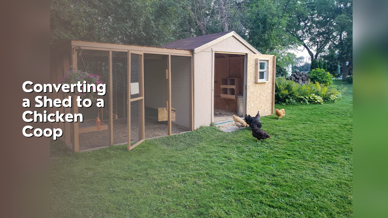 Converting a Shed to a Chicken Coop