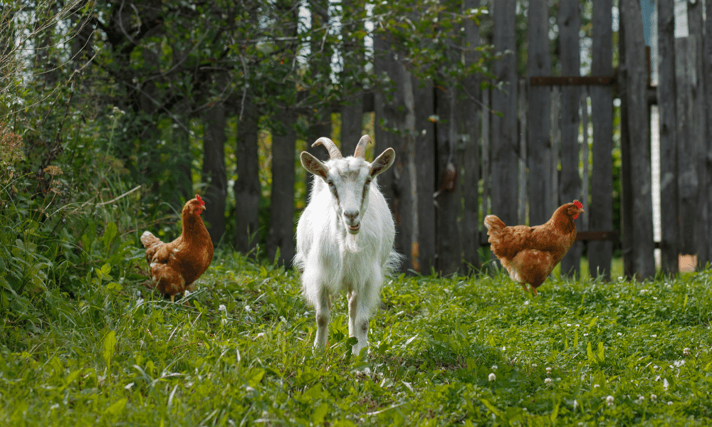 Differences Between Goat Feed And Chicken Feed