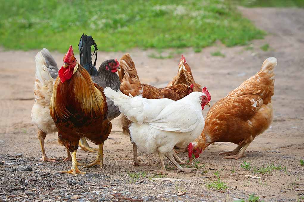 Different Methods Of Marking Chickens