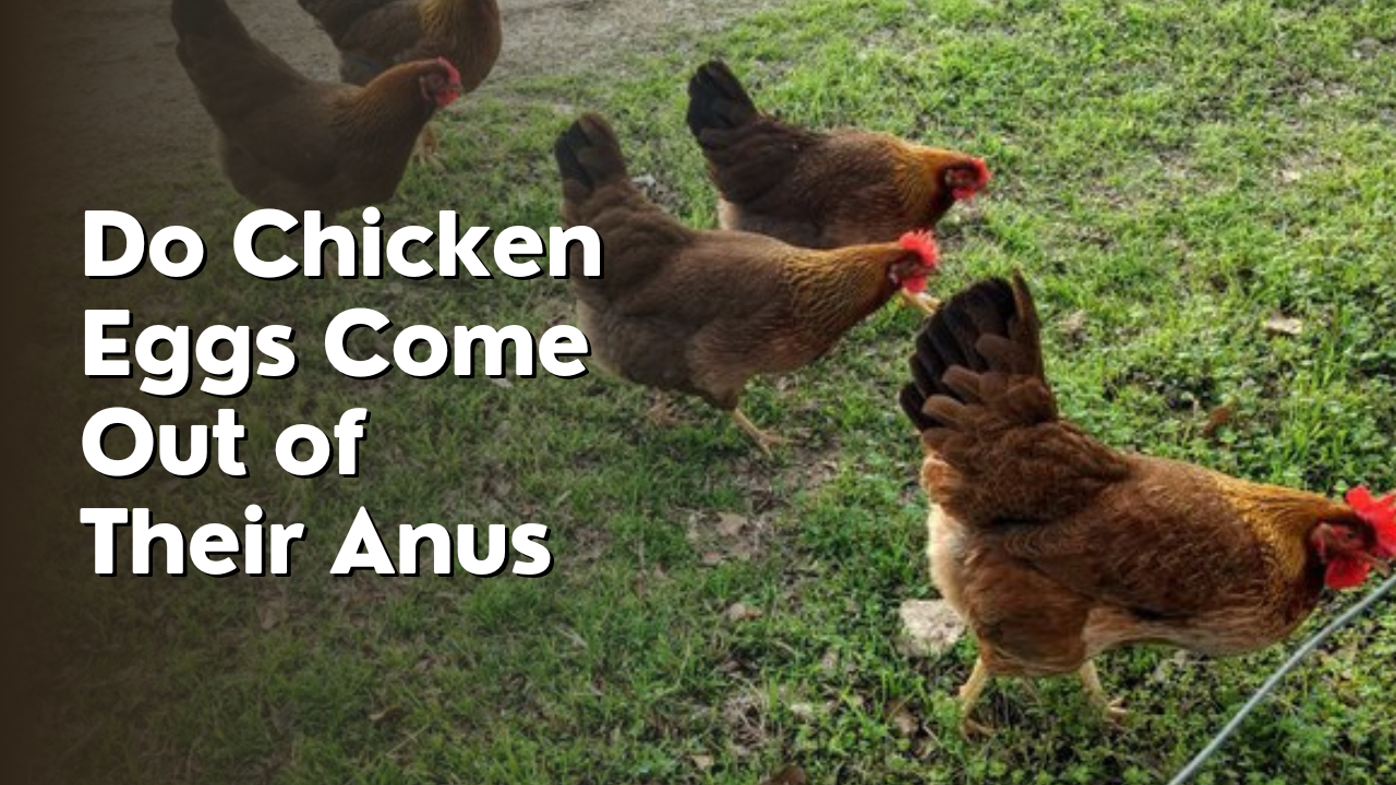 do chicken eggs come out of their anus