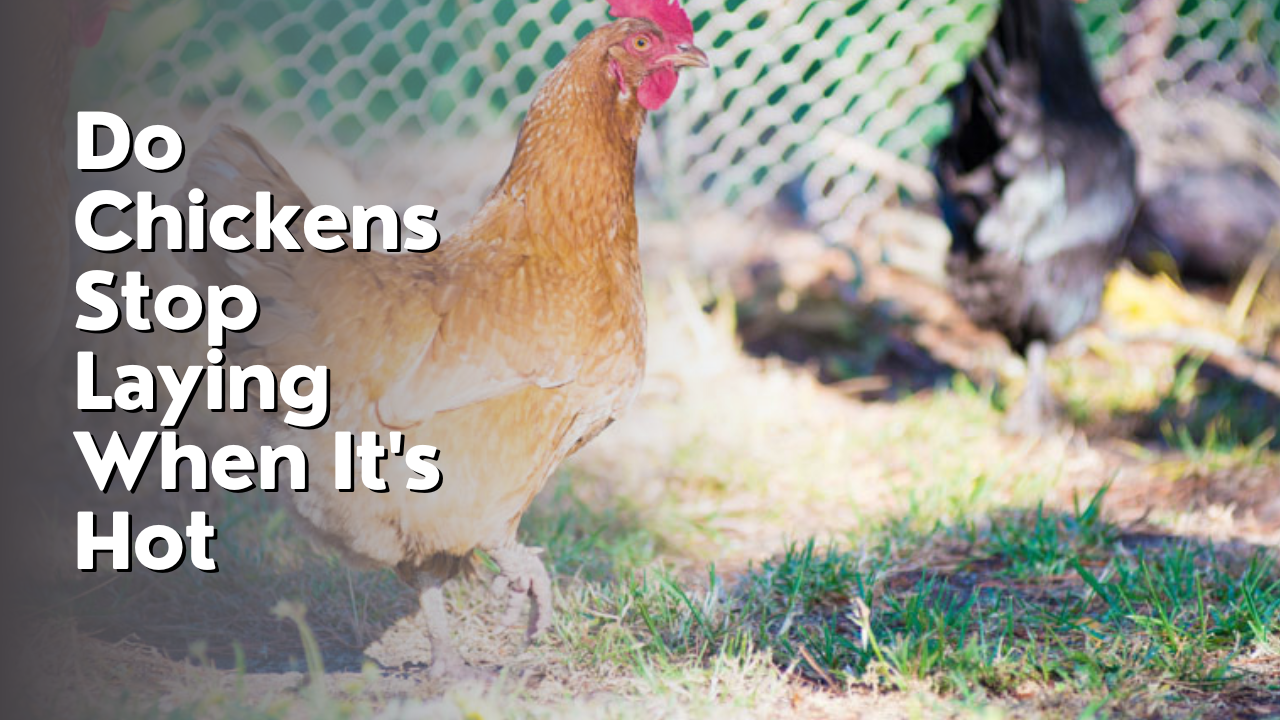 Do Chickens Stop Laying When It's Hot