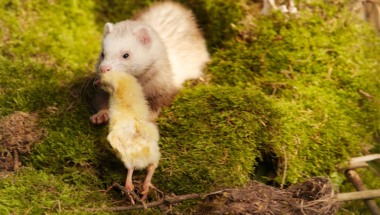 Do Weasels Attack Chickens During The Day