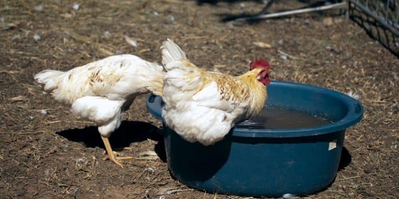 Does Hot Weather Affect Chickens Laying Eggs 2