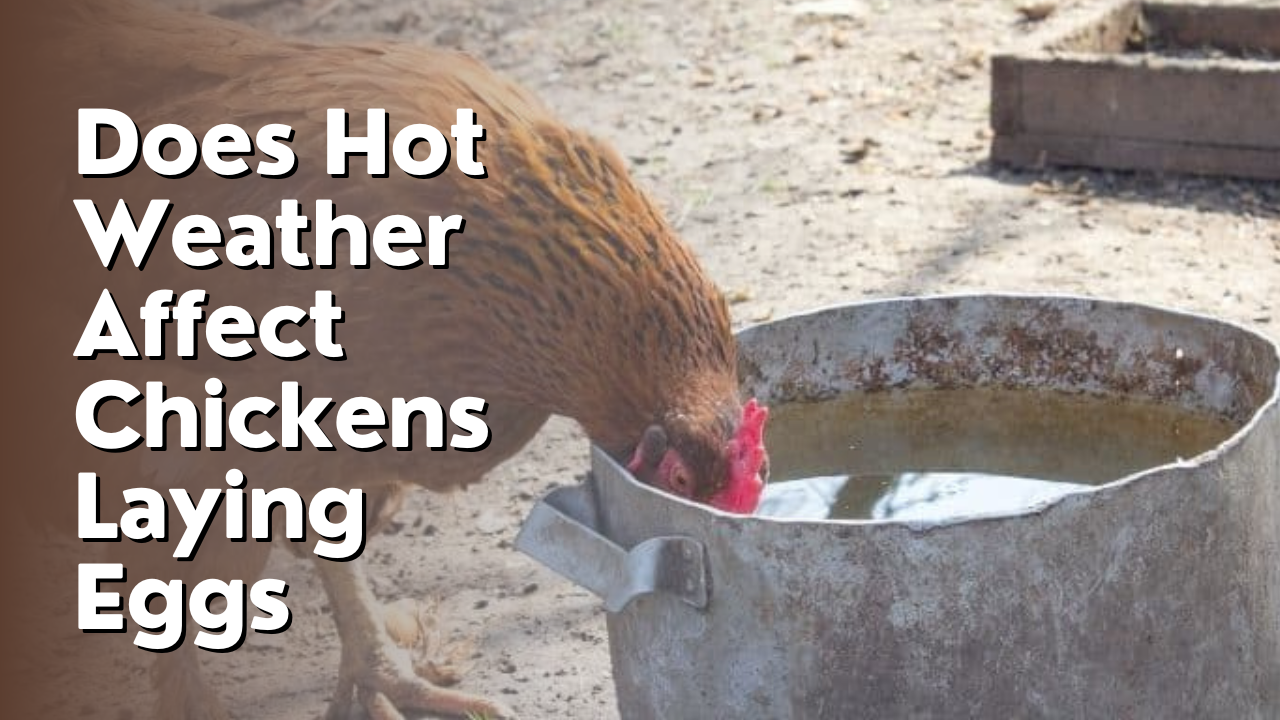 Does Hot Weather Affect Chickens Laying Eggs