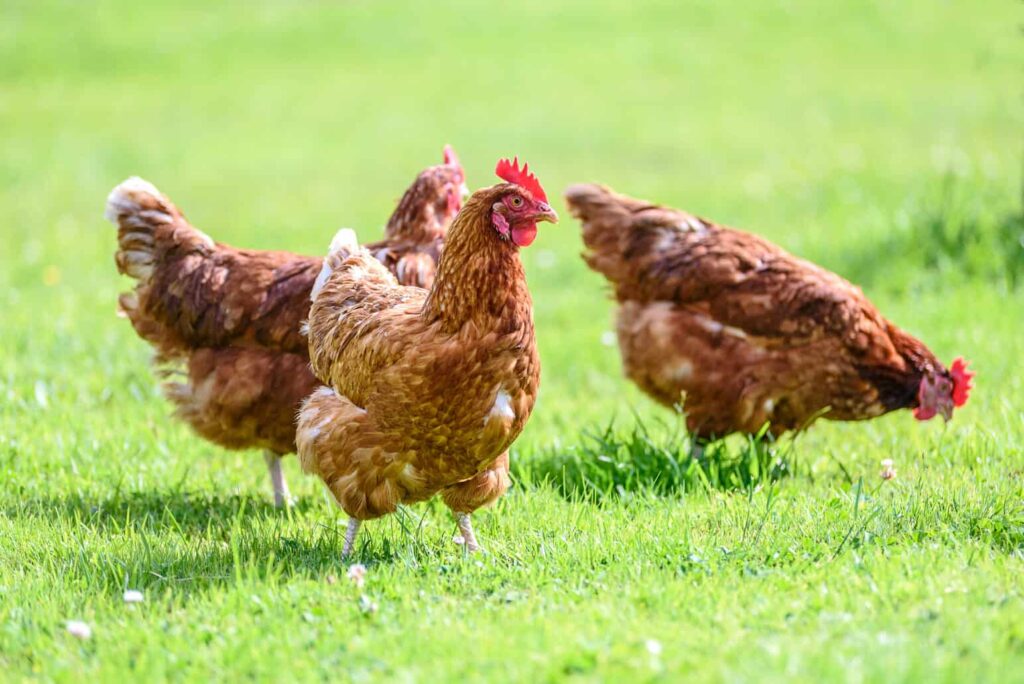 Factors That Affect The Number Of Chickens In A Coop