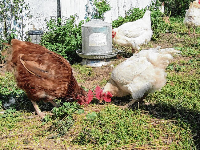Feeding And Watering Your Chickens