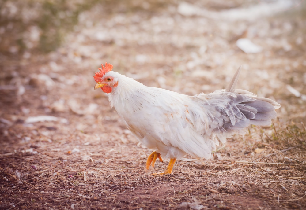 Further Resources For Bantam Chicken Enthusiasts