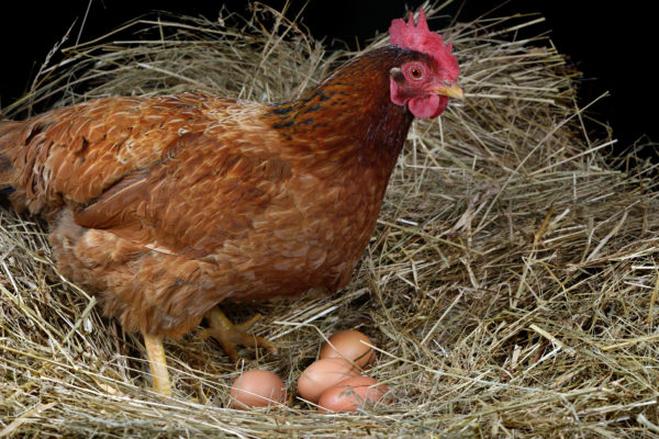 Genetic Factors In Eggshell Coloration
