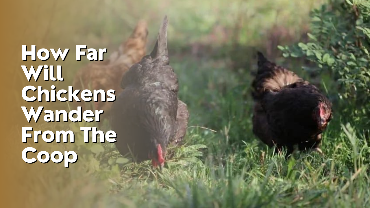 How Far Will Chickens Wander From The Coop