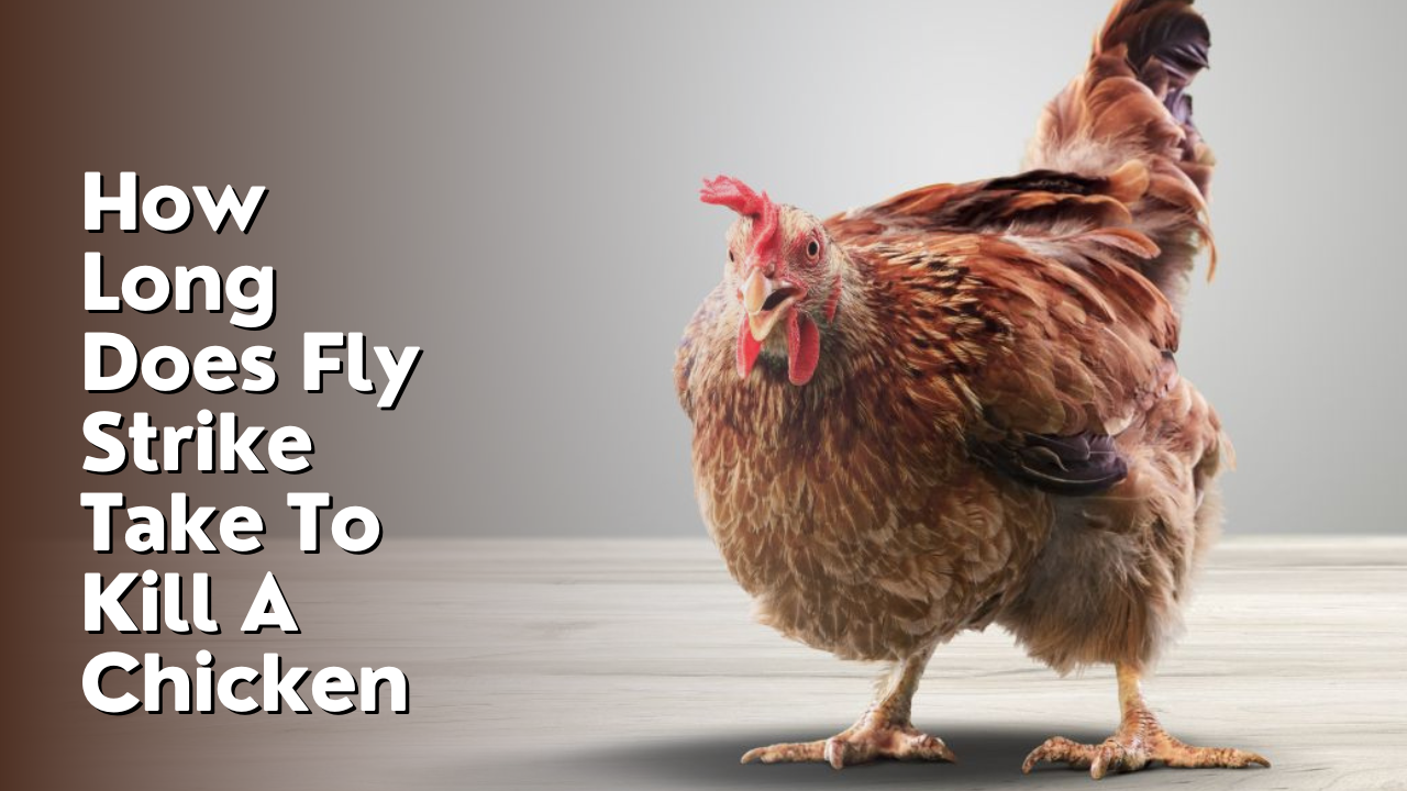 How Long Does Fly Strike Take To Kill A Chicken