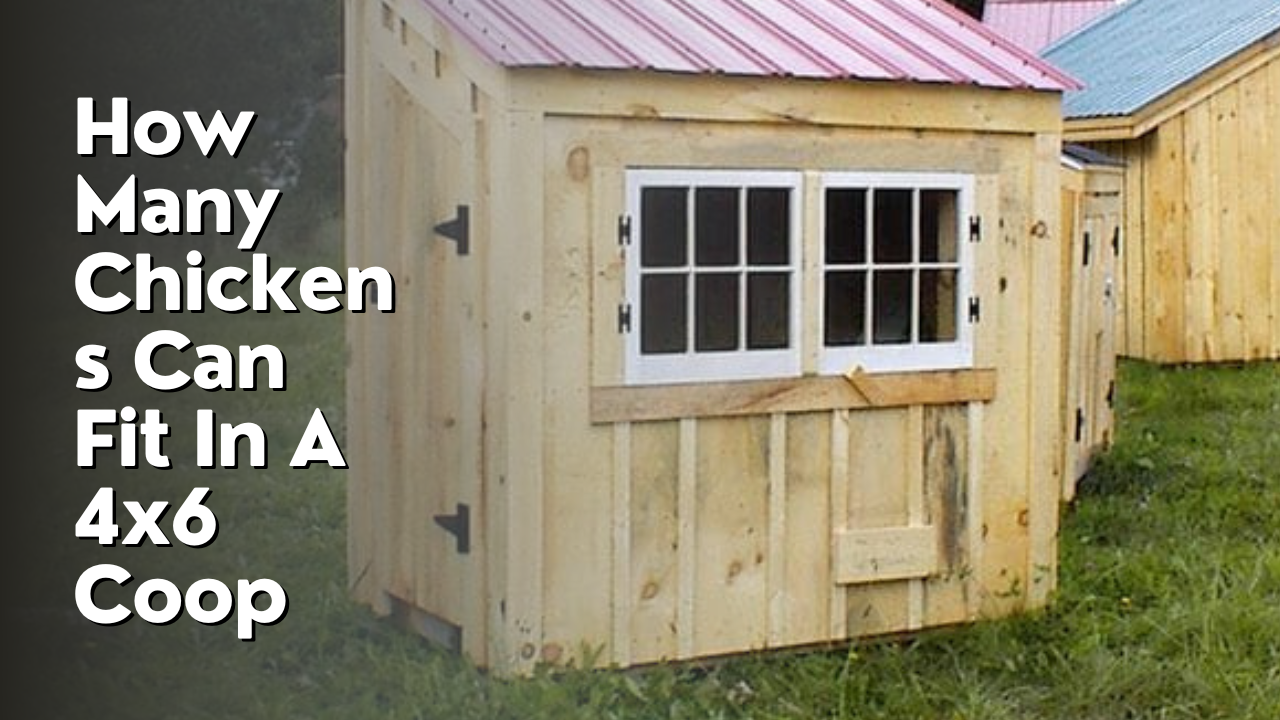 How Many Chickens Can Fit In A 4x6 Coop