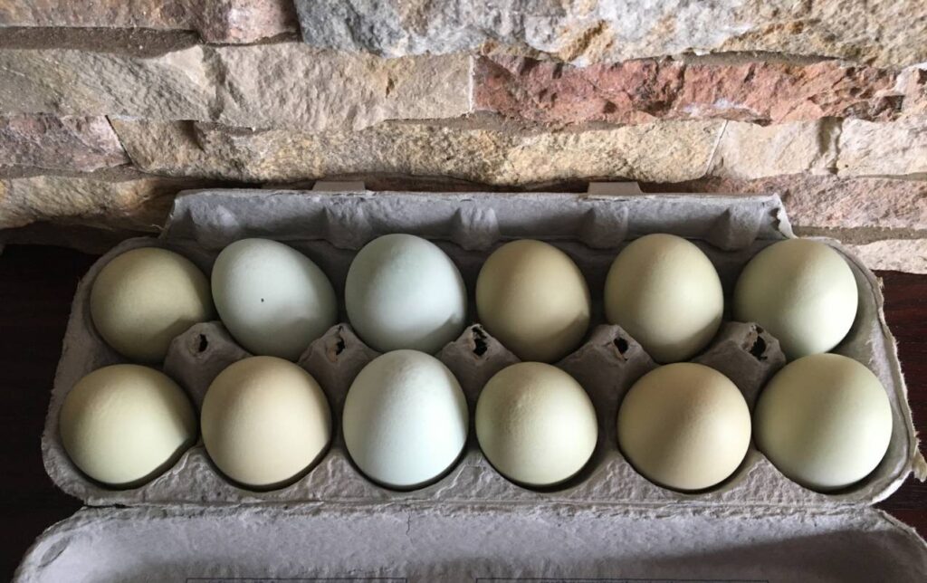 How Much Are Free Range Chicken Eggs