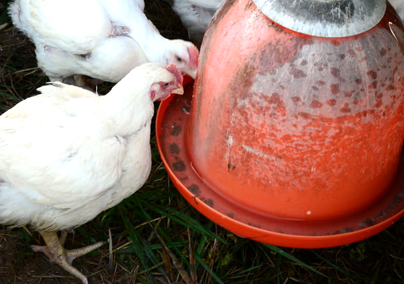 How Much Liquid Corid Per Gallon Of Water For Chickens 