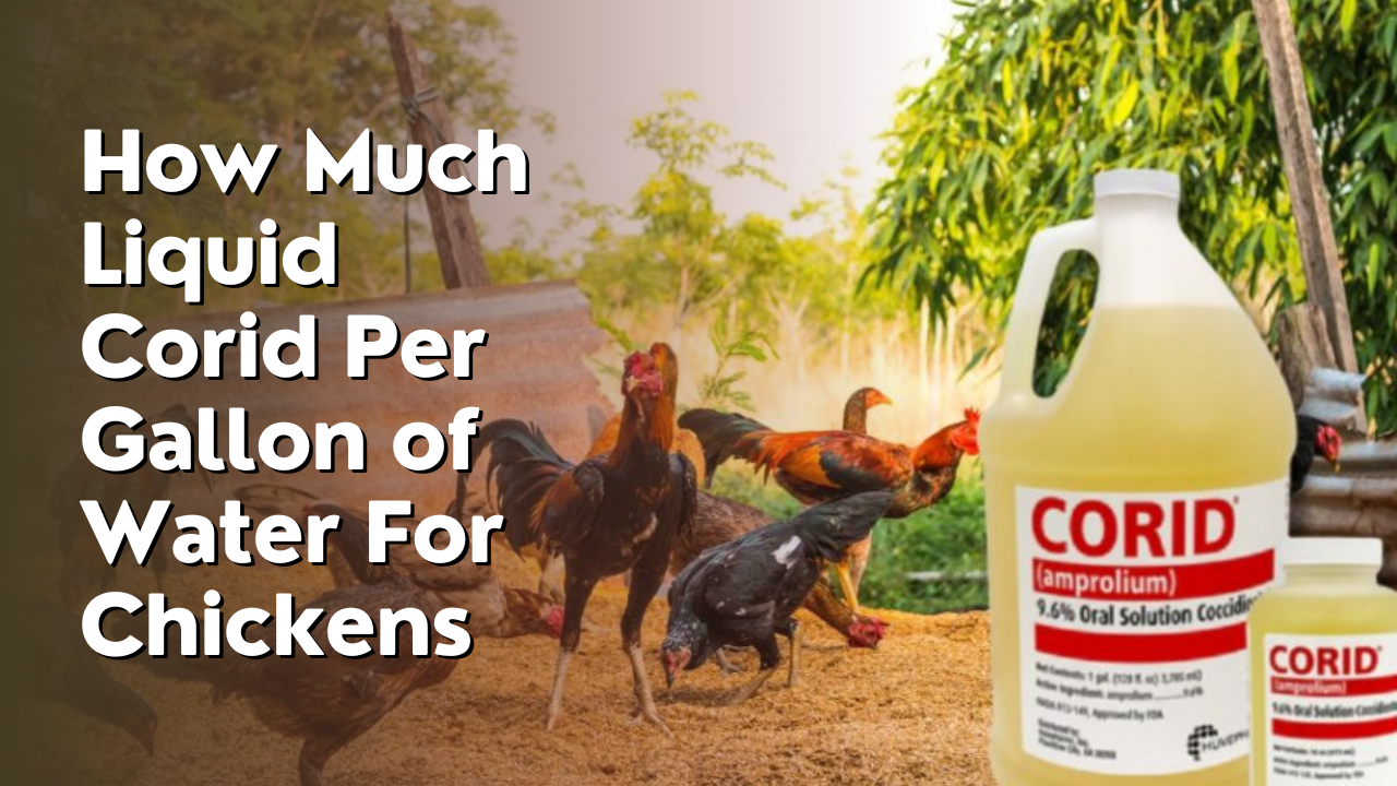 How Much Liquid Corid Per Gallon of Water For Chickens