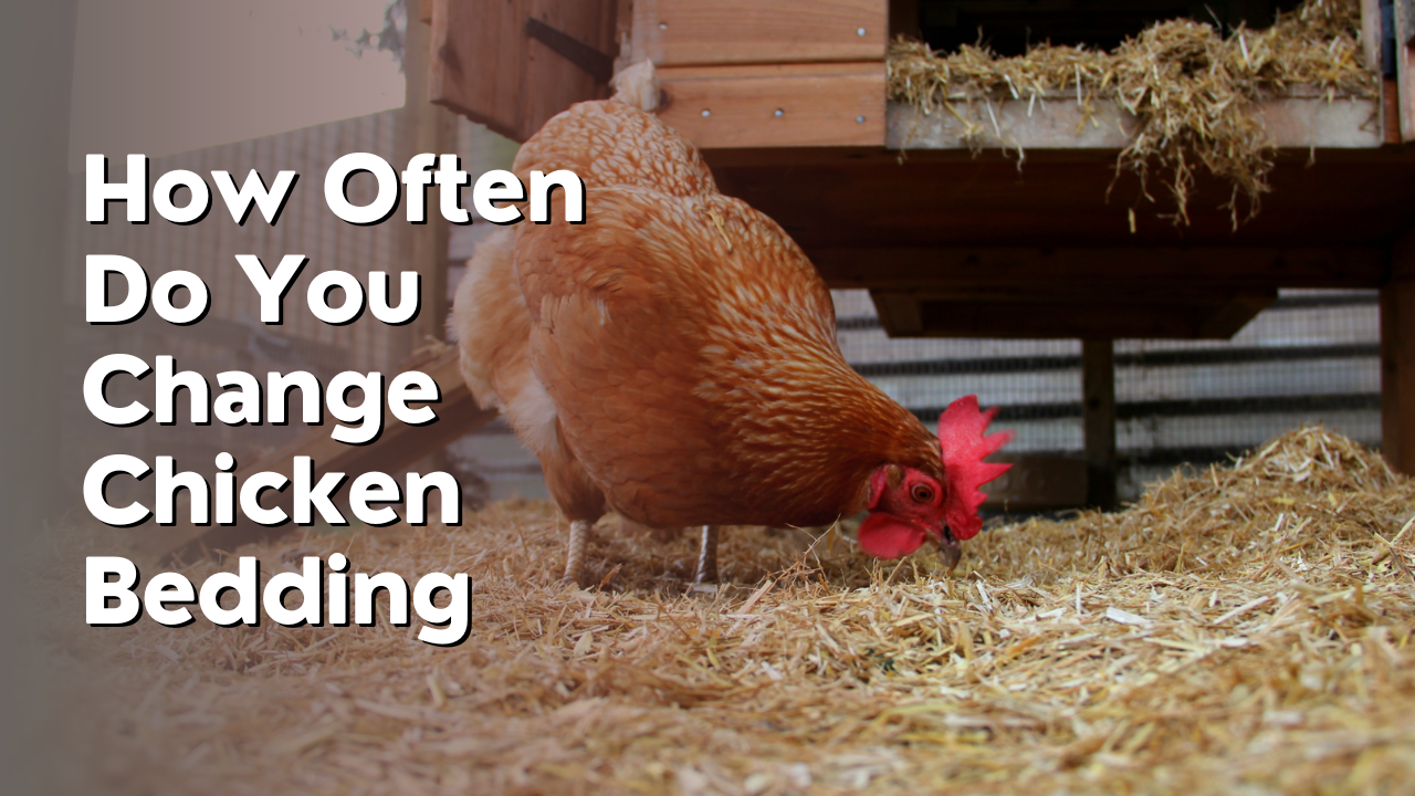 How Often Do You Change Chicken Bedding