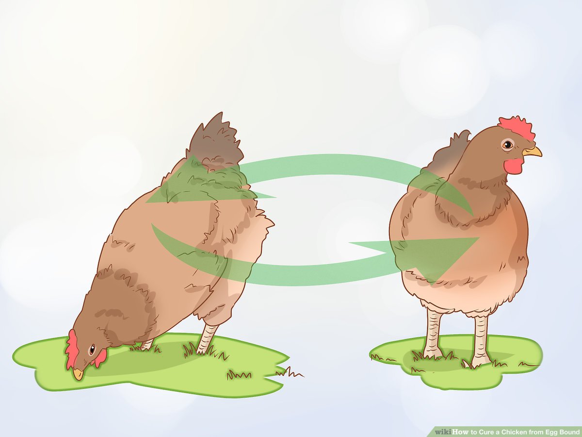 How To Cure Water Belly In Chickens 1