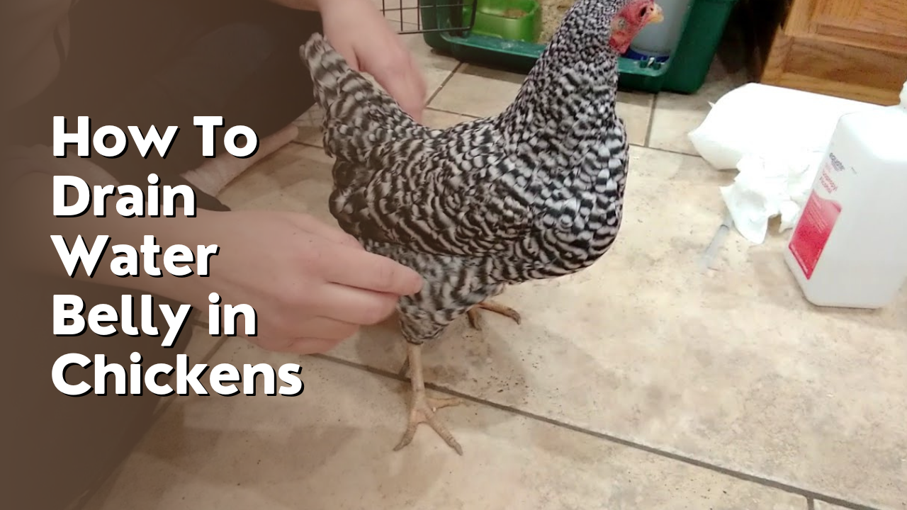 how to drain water belly in chickens