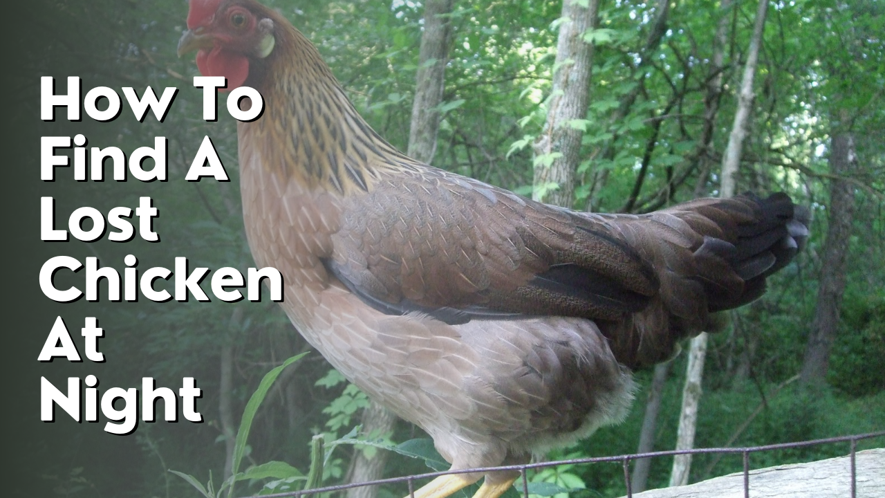 How To Find A Lost Chicken At Night