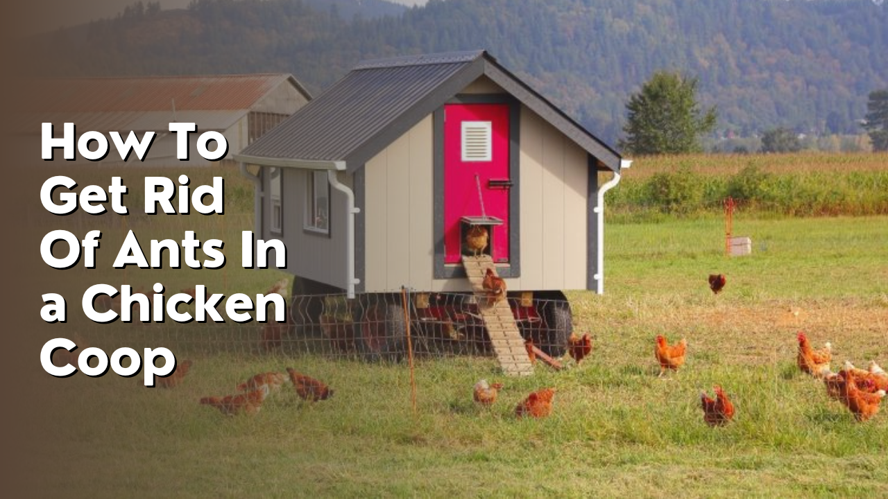 How To Get Rid Of Ants In a Chicken Coop