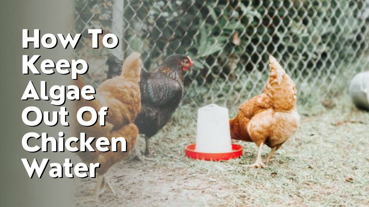 How To Keep Algae Out Of Chicken Water