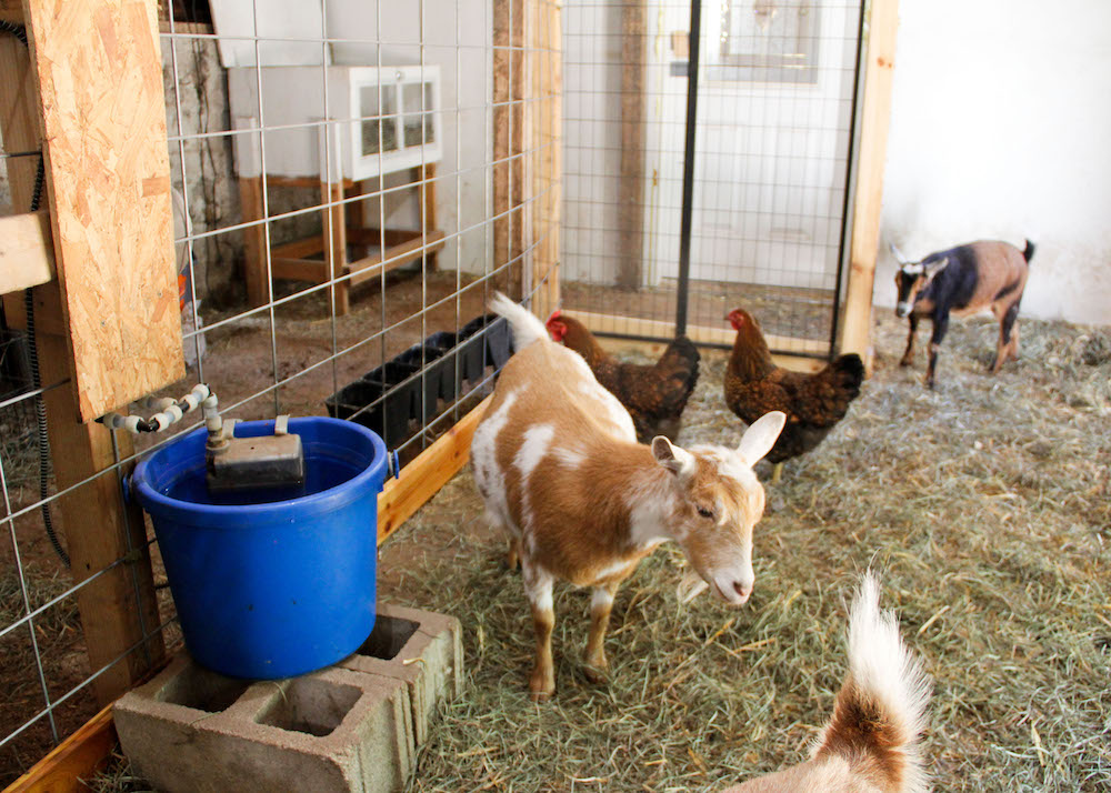How To Keep Goats Out Of Chicken Feed