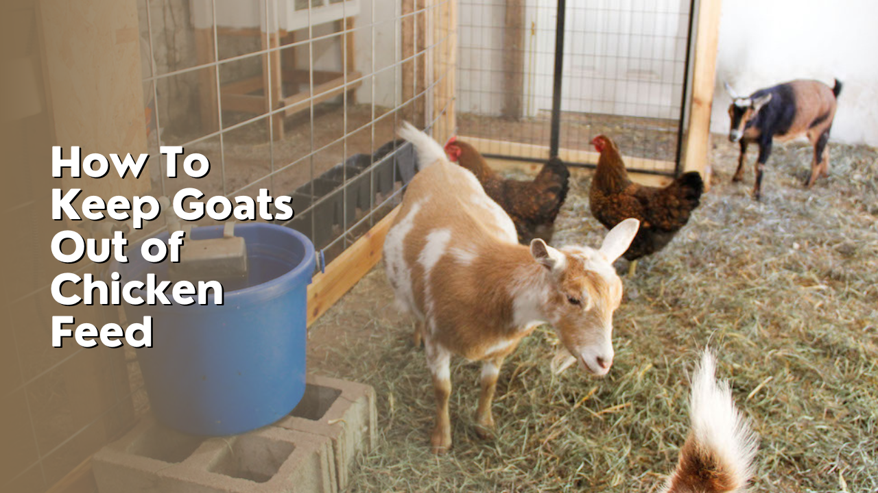 How To Keep Goats Out of Chicken Feed