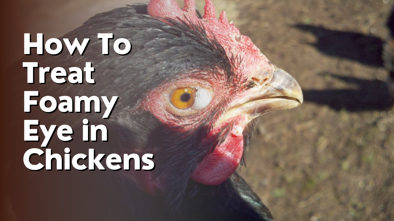 How To Treat Foamy Eye in Chickens