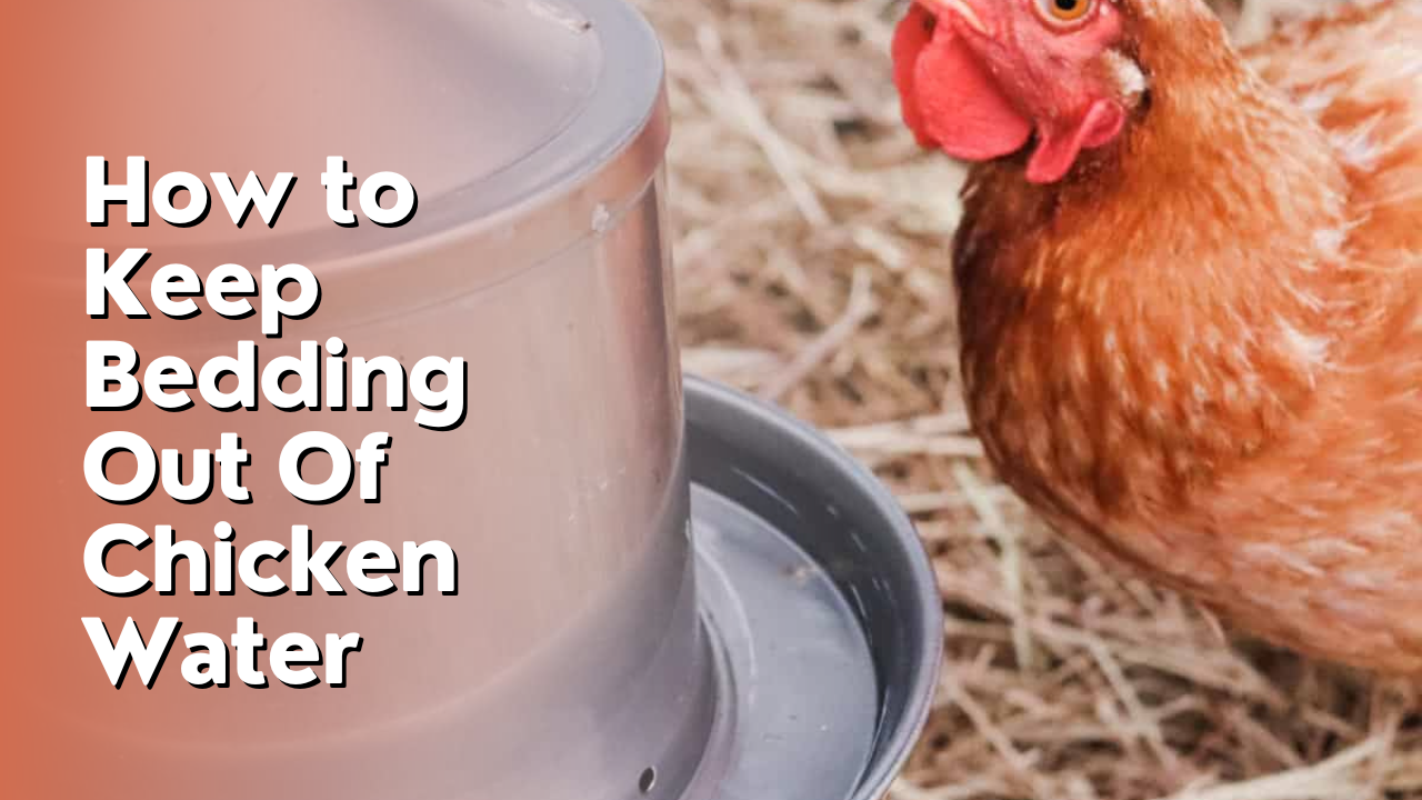 How to Keep Bedding Out Of Chicken Water
