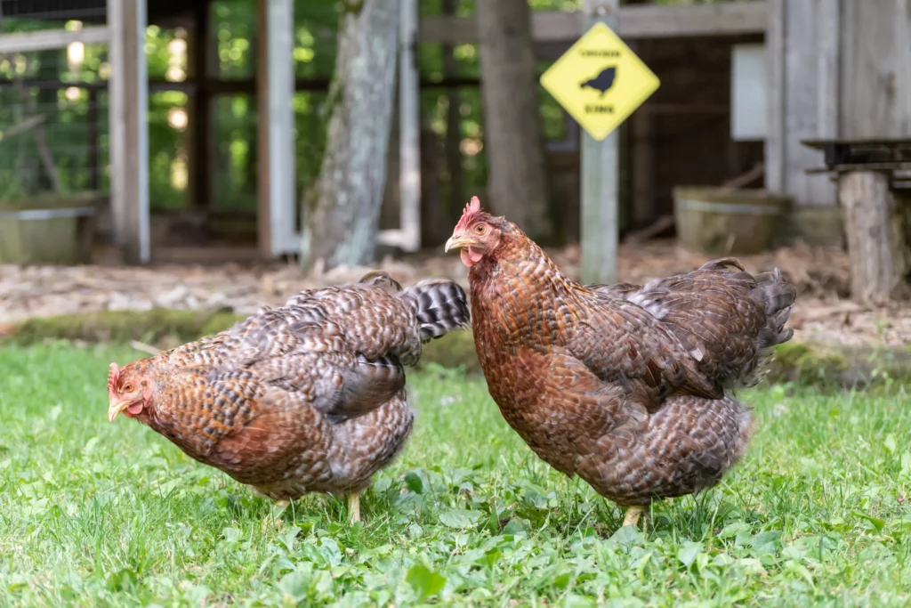 Importance Of Proper Temperature During Molting For Chickens