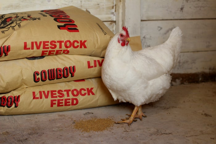 Is Weed And Feed Safe For Chickens