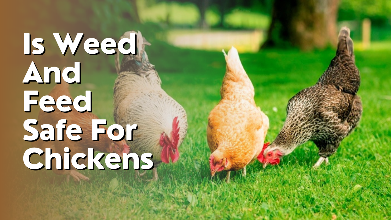 Is Weed And Feed Safe For Chickens