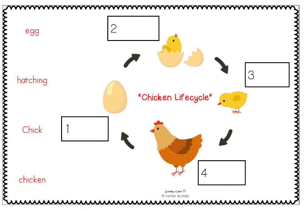 Life Cycle Of A Chicken Worksheet Pdf 