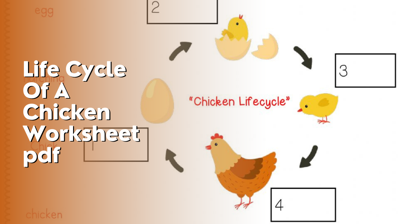 Life Cycle Of A Chicken Worksheet pdf