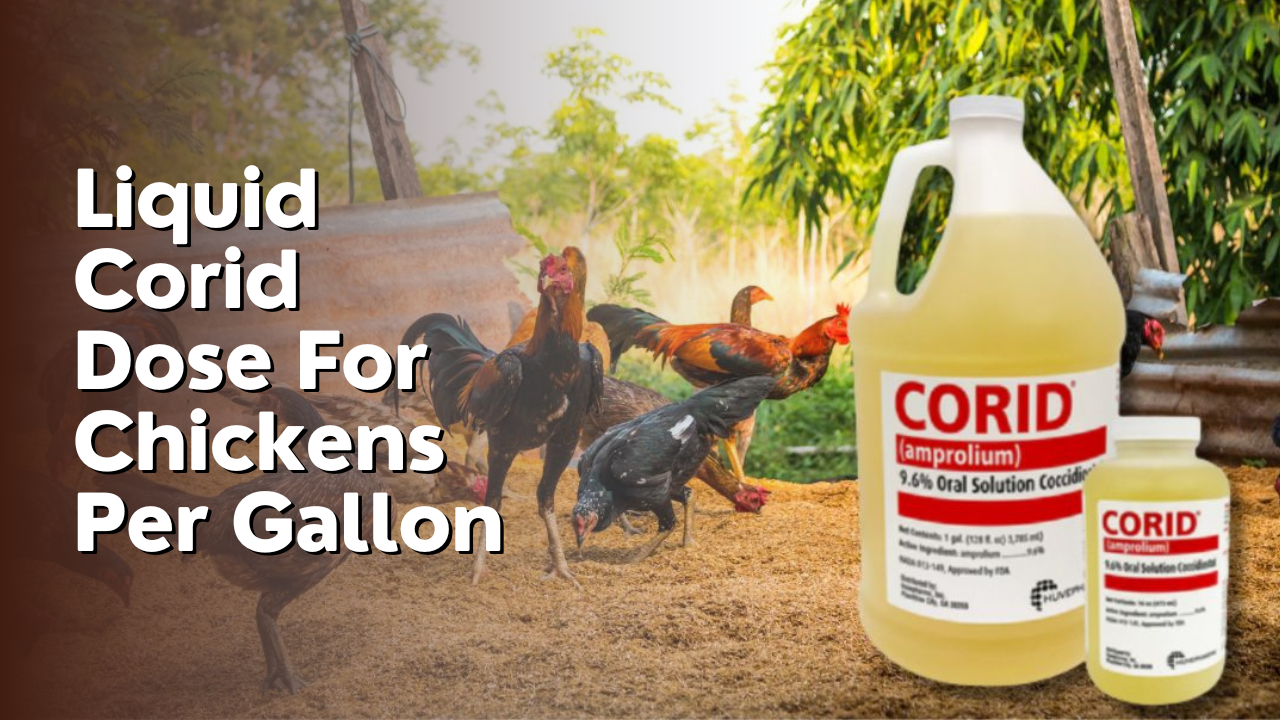 Liquid Corid Dose For Chickens Per Gallon