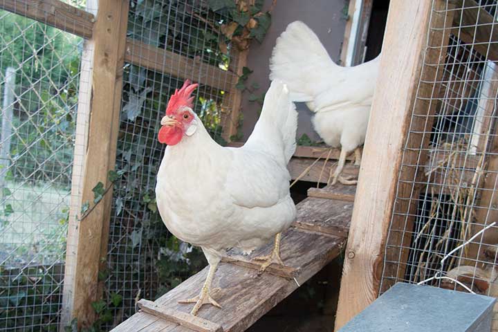 Lucerne Farms Koop Clean Chicken Bedding Stores 