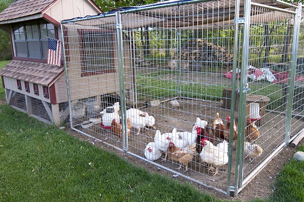 Maintaining A Clean Coop Environment