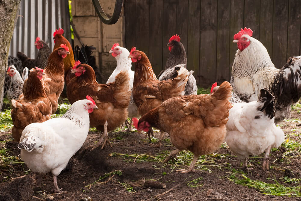 Maintaining Cleanliness And Hygiene In Your Chicken Coop