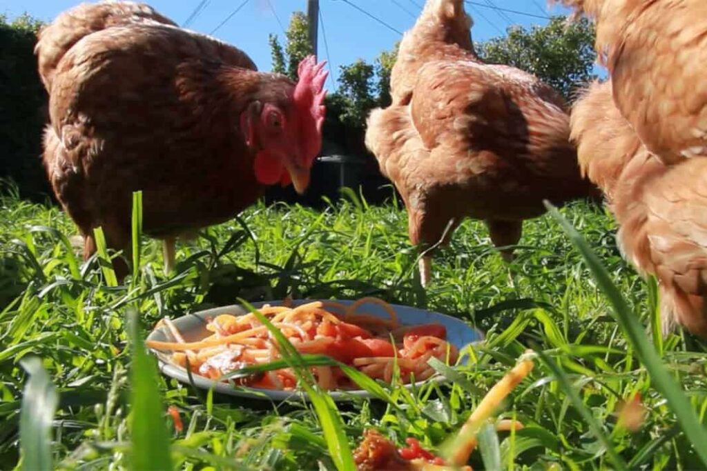 Preparing Vegetables For Your Chickens